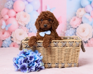 Franklin Roosevelt F1B Cavapoo